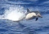 Megapod of Dolphins Amaze Whale Watchers Off San Diego