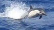 Megapod of Dolphins Amaze Whale Watchers Off San Diego