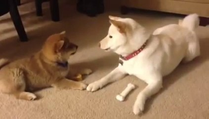Shiba puppy and sister arguing over a bone