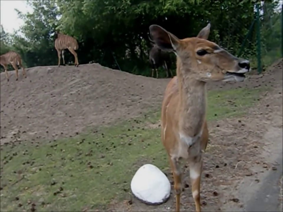 Huh ?!?! Crazy funny talking antelope verrückte lustige Antilope