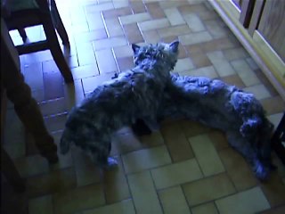 je les croyais calmes....