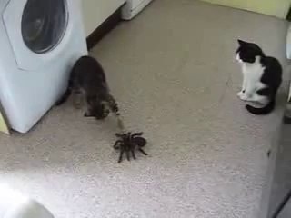 ㏇블랙잭사이트▲¶▤▶ YAM ７７７.℃OM ◁▤◑블랙잭사이트블랙잭사이트블랙잭사이트블랙잭사이트블랙잭사이트블랙잭사이트블랙잭사이트블랙잭사이트