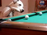 Cane gioca a biliardo, fenomenale!