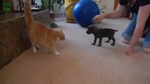 When Cats Meet Puppies for the First Time - Hilarious pet Compilation