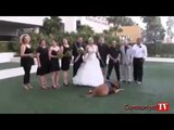 Sevinçten çıldıran köpek düğün fotoğraflarını mahvetti