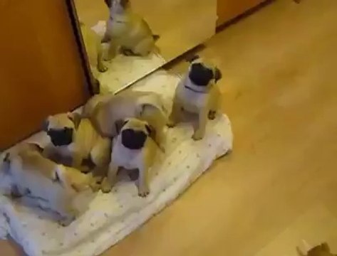 Un homme dit bonjour à ses chiots carlin