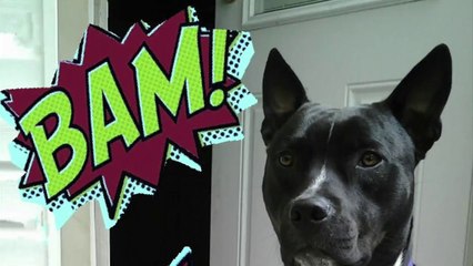 Louie-Available for Adoption!