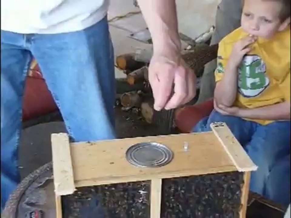 değişik bir kovana ana arı verme