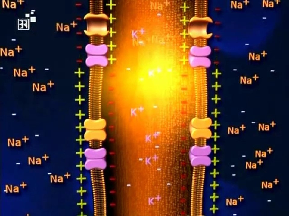 Biologie - 02. Nervenzellen