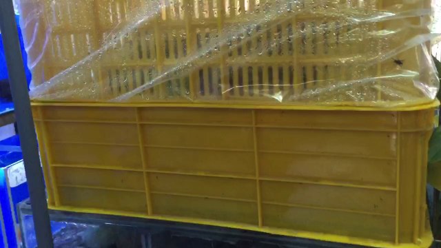 Hướng dẫn làm lọc hồ cá chép Koi - DIY Koi pond Filter system