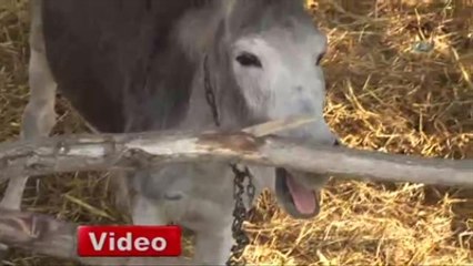 Sahipsiz Eşekler Dünyaevine Girdi