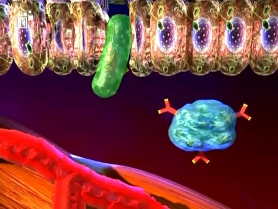Biologie - 07. Immunsystem