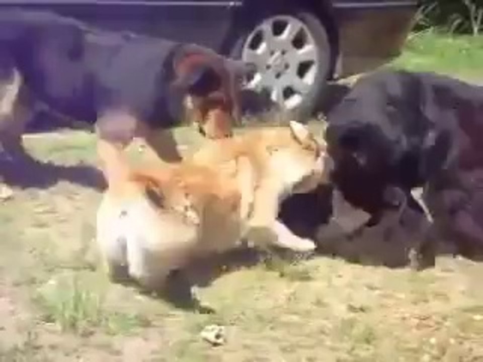 Chien met un terme à une bagarre entre chats