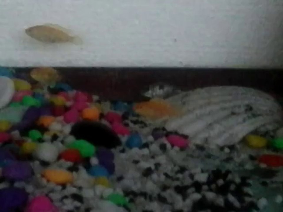 Sarı prenses Ve Orjınal Kafalı Yunus Yavrularım ...