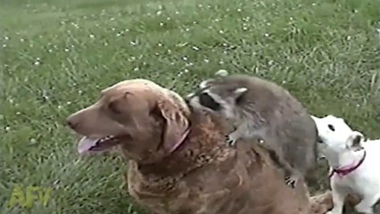 Ce raton laveur orphelin a trouvé une nouvelle famille assez inattendue