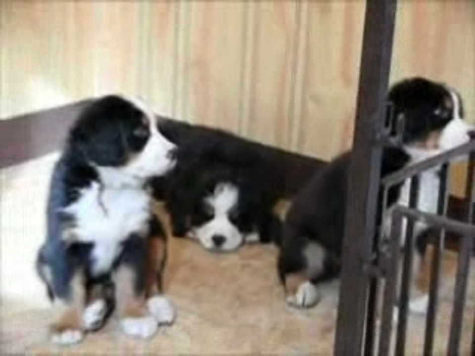 Les 9 chiots de Athéna et Shubert