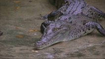 Au Costa Rica, les crocodiles envahissent les zones touristiques
