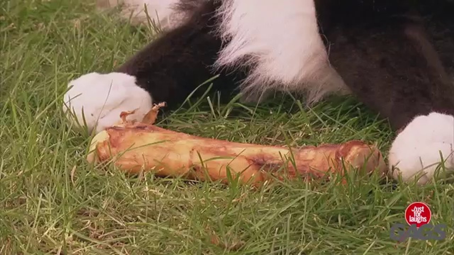 ⁣Fake Dog Attacks Real Dog