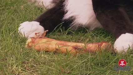 Fake Dog Attacks Real Dog