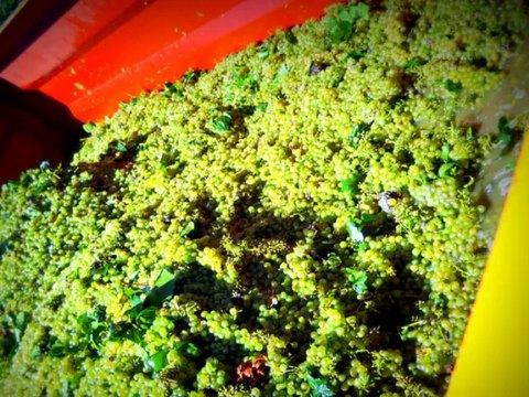 Tourbes - 1er jour de Vendanges - Chardonnays à la machine