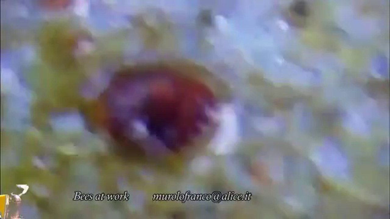 Varronun dökülmesi