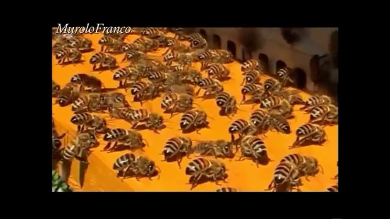 arıların kovan önünde havalandırma yapmasıl