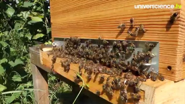 Des ruches à la Cité des sciences