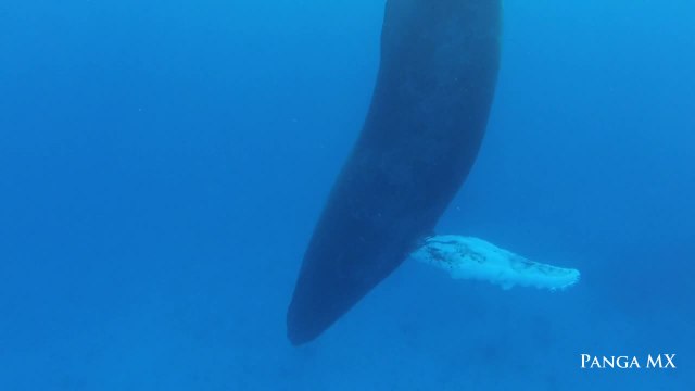 Baleine à bosse dort sous l'eau