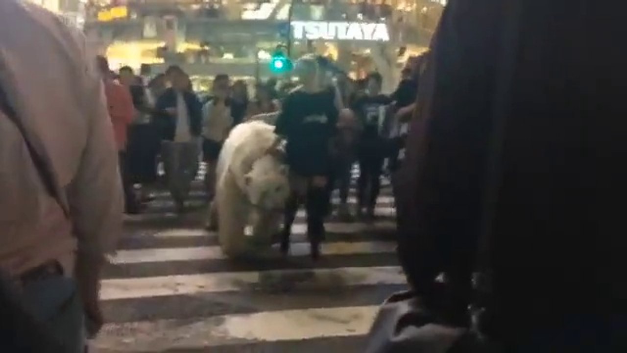 Insolite : elle promène son ours en pleine rue à Tokyo