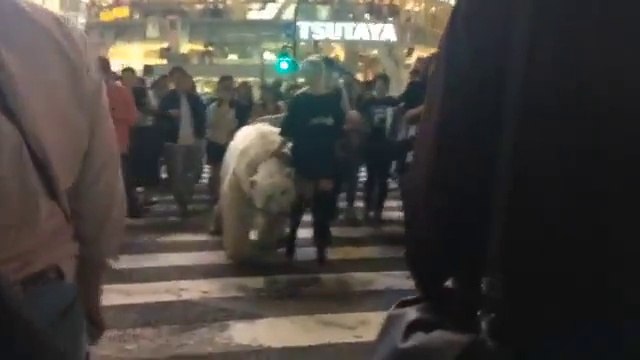 Insolite : elle promène son ours en pleine rue à Tokyo