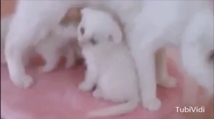 scottish fold yavrular