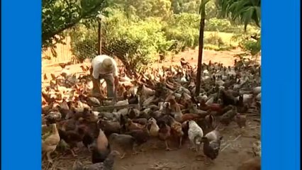 Curso Criação de Galinha Caipira