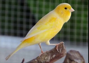 Filhote De Canario Belga Aprendendo A Cantar