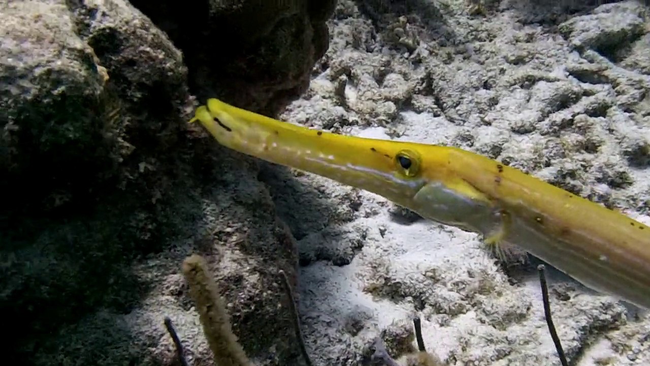 Bonaire onder water 1