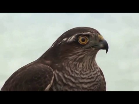 Erkan Ocaklı - Derdi Moikum Gyuliçkimi