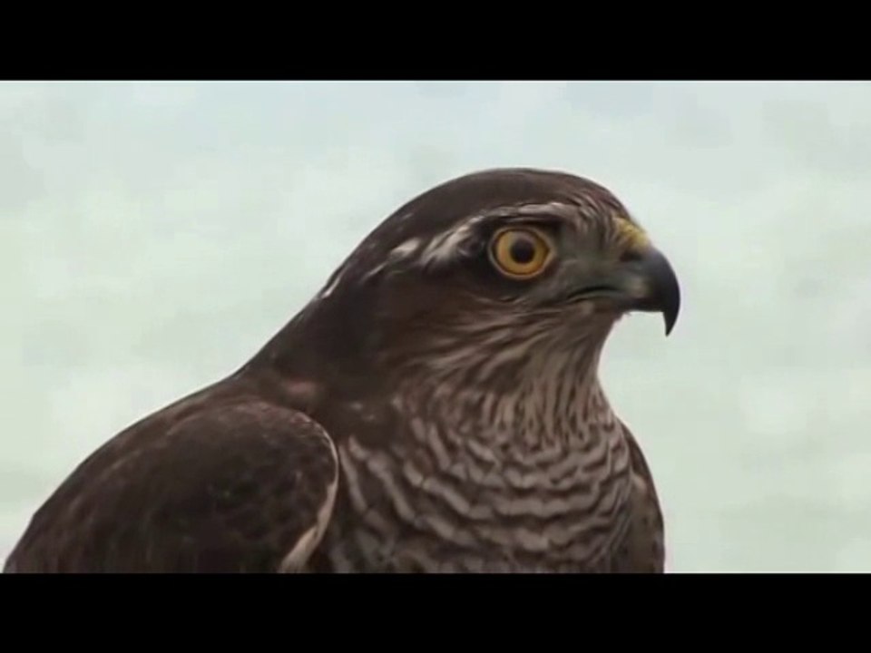 Erkan Ocaklı - Derdi Moikum Gyuliçkimi