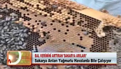 14- BAL VERİMİNİ ARTIRAN _SAKARYA ARILARI_ 24 05 2012