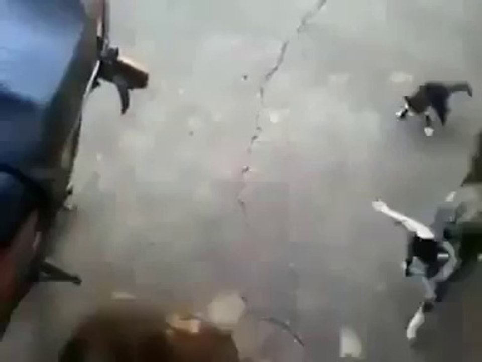 une chatte protège son petit