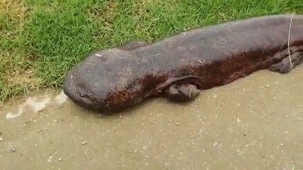 Dünya Bu Canlıyı Konuşuyor