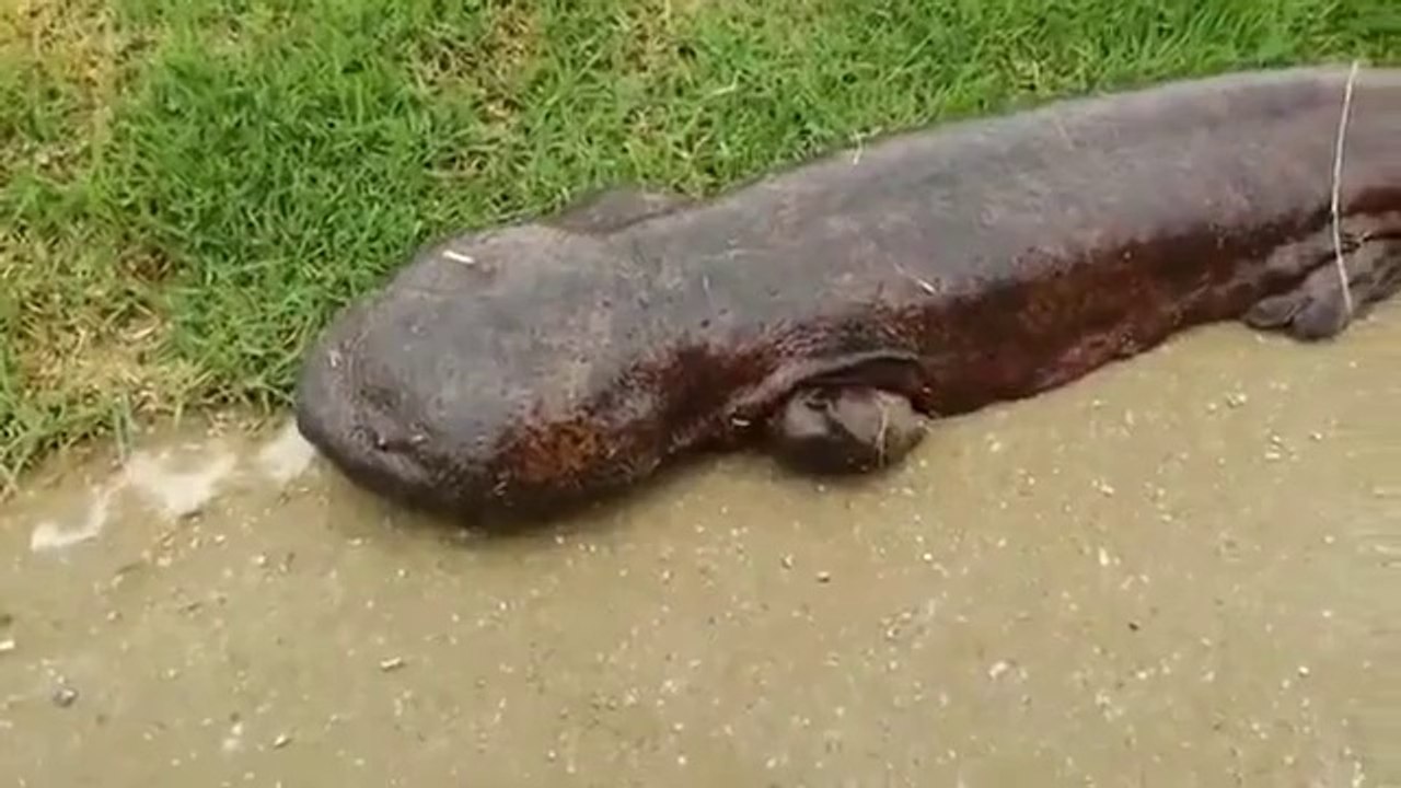 Dünya Bu Canlıyı Konuşuyor