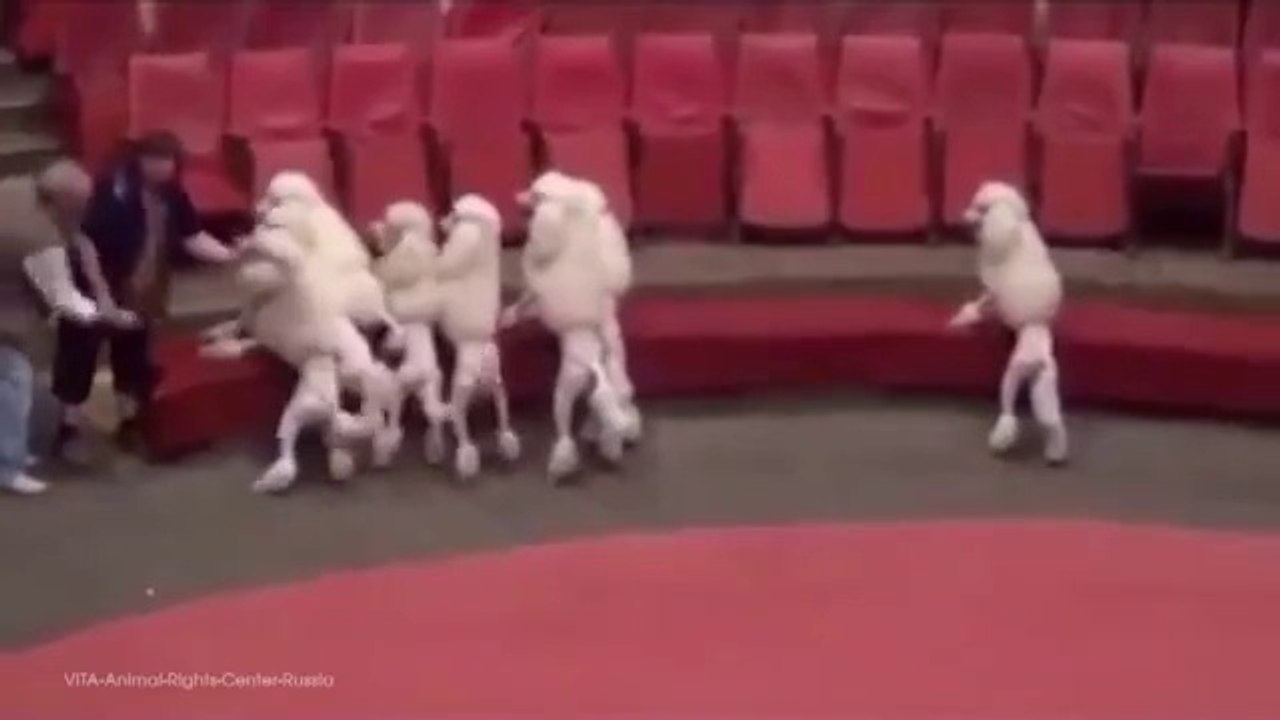 Hayvan Sirklerinin Gerçek Yüzü