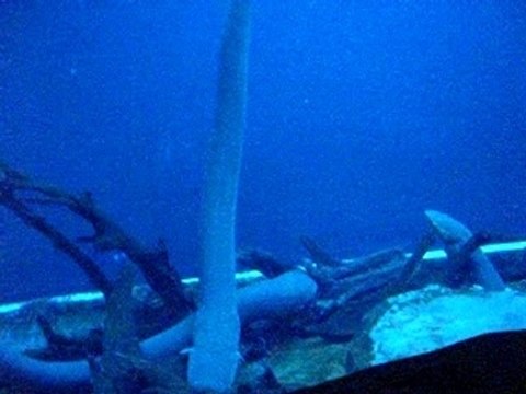 Anguilles electriques - Georgia Aquarium