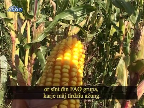 Selo moje (titlovano na vlaški jezik), 12. oktobar 2014. (RTV Bor)