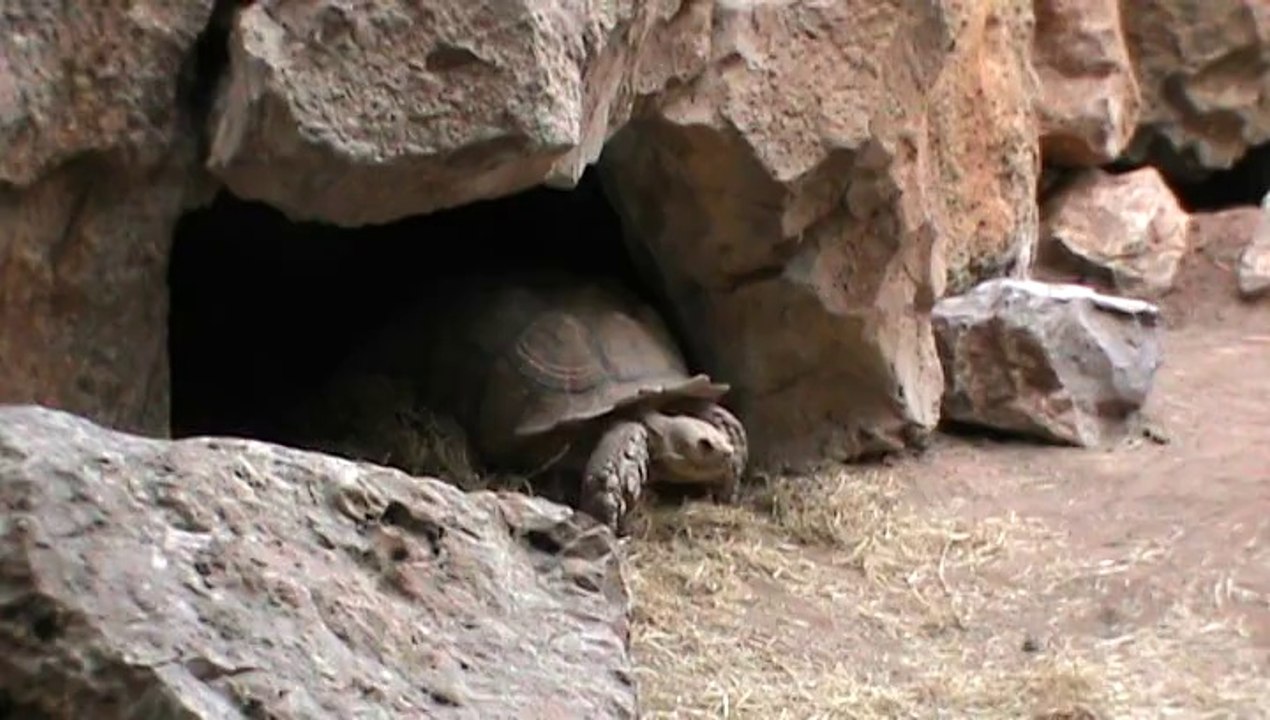 tortuga en acto