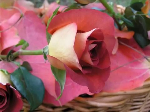 AL QURAN 4 Char Qul Sharif