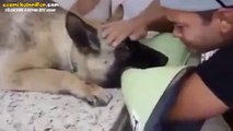 Ötanazi Yapılan Köpeğin Sahibiyle Son Anları