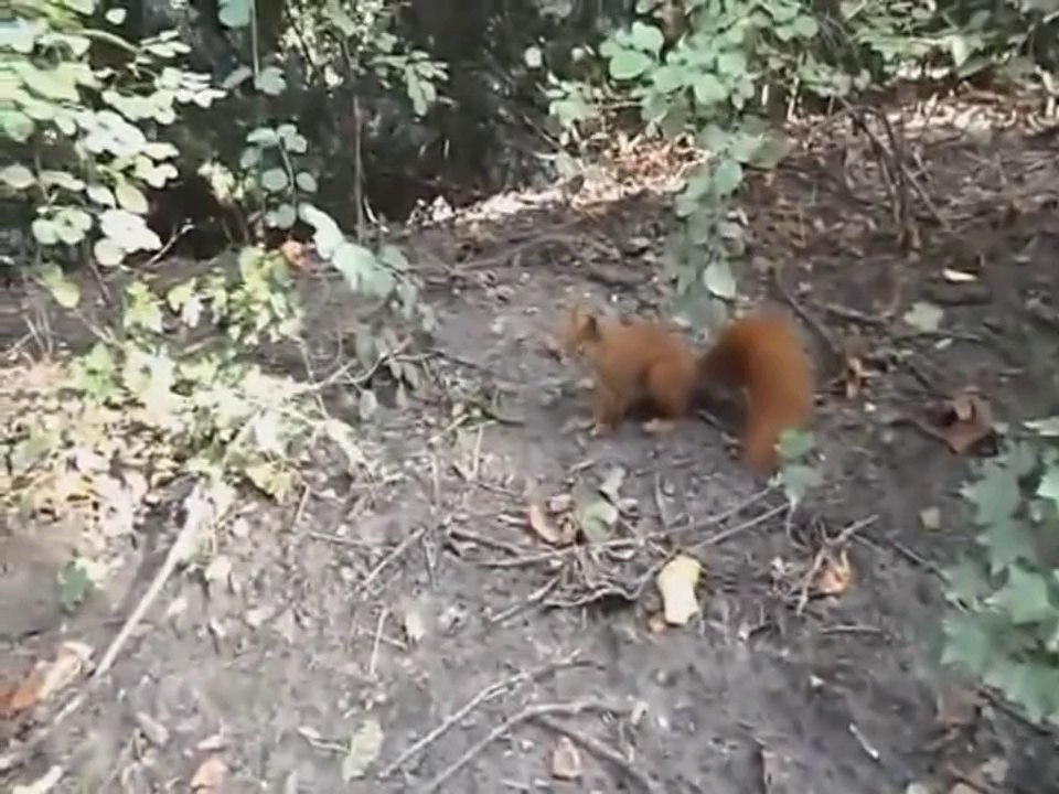 Funny Videos - Fails Compilation, Funny Pranks and Funny Animals Clips _ New Funny Videos