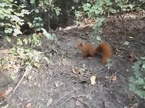 Funny Videos - Fails Compilation, Funny Pranks and Funny Animals Clips _ New Funny Videos