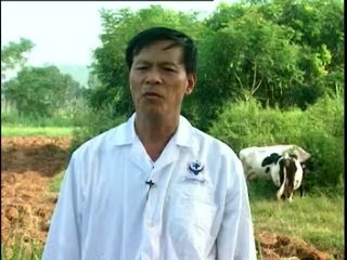 Bệnh viêm phế quản phối ở bê nghé - nghenong.com