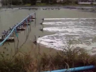 Cách khắc phục tôm nổi đầu, tôm tấp mép bờ, tôm chạy đàn - nghenong.com